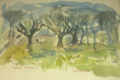 daffodills-knowsley