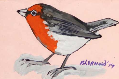 robin-red-breast